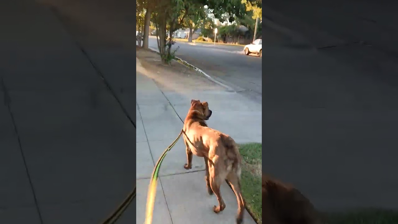 Puzzle, a Adoptable Mastiff in Fresno, CA video 6/6