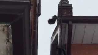 Squirrel exiting the one way door