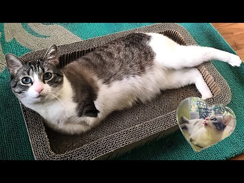 Two-Legged Disabled Cat Refuses To Slow Down, Her Life Will Inspire You!