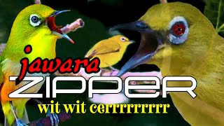 Download lagu Masteran Pleci Zipper Nembak Wit Wit Cerrrrrr // Bikin Ngilerr Pleman mp3 Download lagu Masteran Pleci Zipper Nembak Wit Wit Cerrrrrr // Bikin Ngilerr Pleman mp3