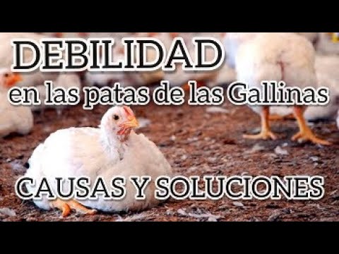 , title : 'DEBILIDAD EN LAS PATAS DE LAS GALLINAS CAUSAS Y SOLUCIONES'