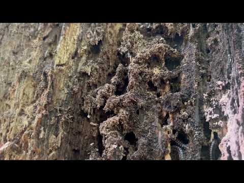 Found a Lot of Termites Inside a Tree in...