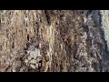Found a Lot of Termites Inside a Tree in Howell, NJ