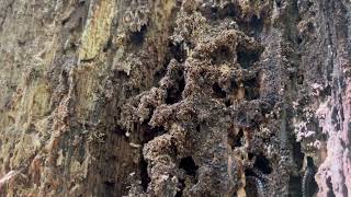 Found a Lot of Termites Inside a Tree in Howell, NJ