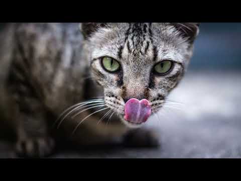 Why Do Cats Lick Plastic? What Should You Do About It?