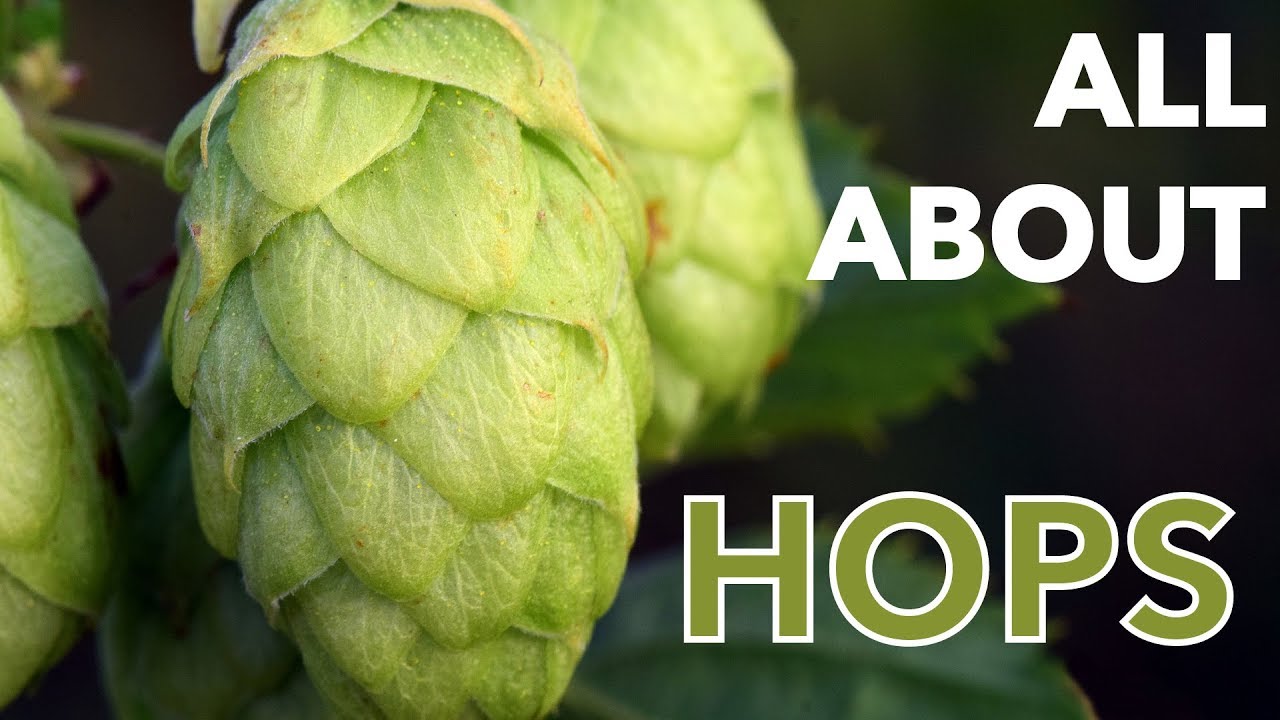 Oktoberfest | All About Hops - YouTube