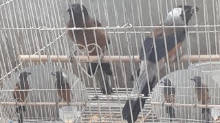 Download lagu Burung Pentet Raja Sepasang Gacor mp3