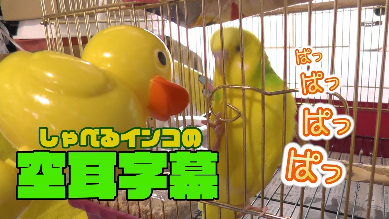【しゃべるインコ】ブチブチ言ってるから空耳字幕付けてみた