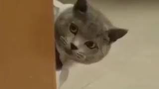 このネコちゃんすました顔してやる事がwww