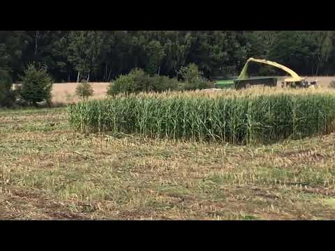 Wildschweine beim Maishächseln.