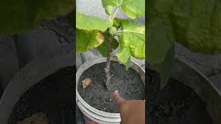 Download lagu pokok tin hasil tut kelebihan dia cepat berbuah mp3 Download lagu pokok tin hasil tut kelebihan dia cepat berbuah mp3