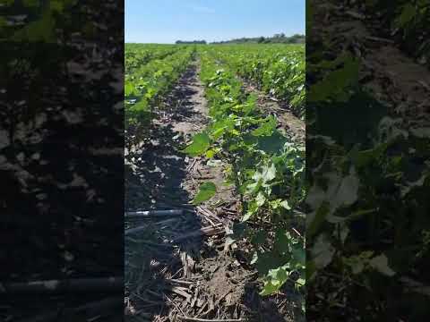 CHACO 🇦🇷 Cultivo de #algodón con tratamiento biológico foliar NITROBAC® y STINGRAY® en Las Breñas