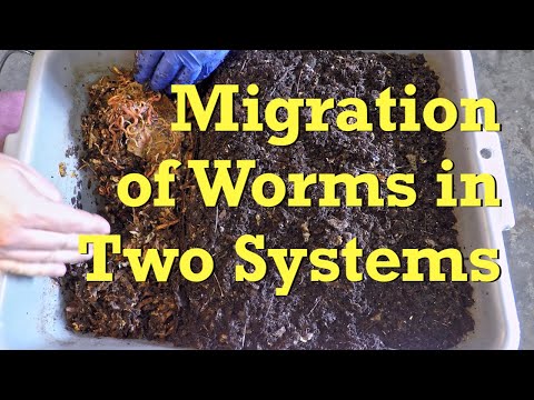 Horizontal migrations in 2 worm composting systems - vermicompost