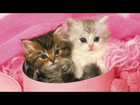 Se può uscirsi un gatto striscia Helminths al bimbo