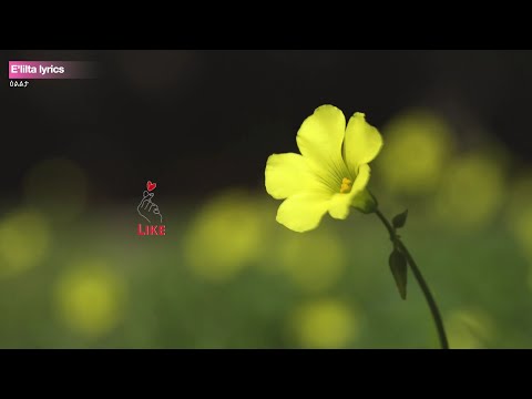 Syum alemseged wesidkia lyrics - Tigringa Sudanese music -ስዩም ኣለም ሰገድ ወሲድክያ #ethiopianmusic