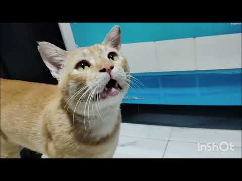 Kese darwaja khol raha hai...