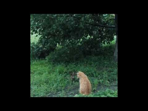 05. sincerityisdead - my