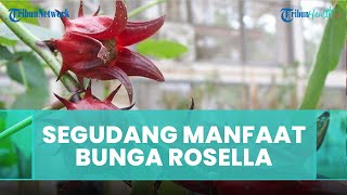 4 Manfaat Bunga Rosella, Cegah Penyakit Jantung hingga Menurunkan Tekanan Darah