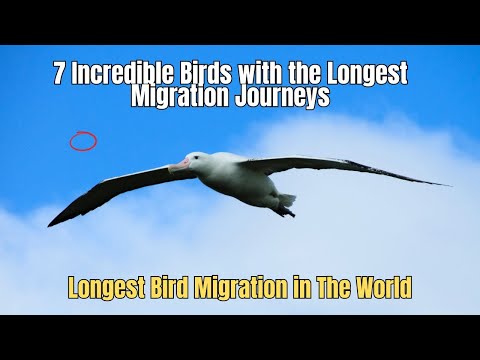🪶❗7 Incredible Birds with the Longest Migration 🕊️Journeys Longest Bird Migration in The World