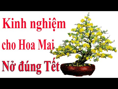 Kinh nghiệm cho Hoa Mai nở đúng Tết [ Kiến thức chung - Tập 9 ] | TRI THỨC Official