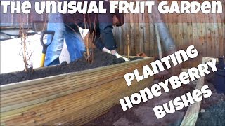 Planting Honeyberry Bush In Raised Bed Planters - Lonicera caerulea kamtschatica