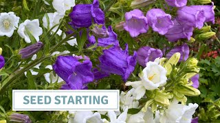 January Seed Starting / Growing For A Wedding // Cottoverdi
