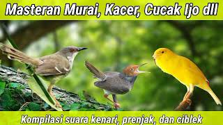 Download lagu Masteran paling dicari - Kompilasi suara kenari, ciblek, dan prenjak mp3
