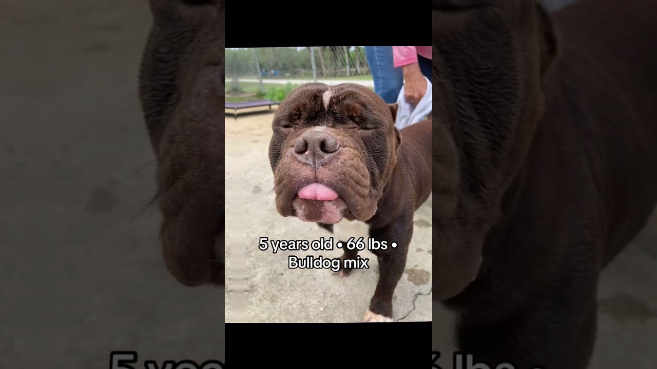 Enlarge Sir DUGGLES (598), a Adoptable mixed breed in Indiantown, FL video 2/6