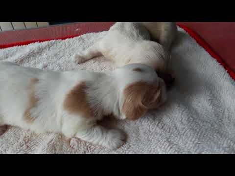Amazing Dance Kennel - puppys - Bichon Havanese - cachorros - Bichón habanero