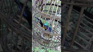 Download lagu 👉 Tiếng chim thanh tước hót đấu cực hay, gọi là tới 2021 mp3 Download lagu 👉 Tiếng chim thanh tước hót đấu cực hay, gọi là tới 2021 mp3