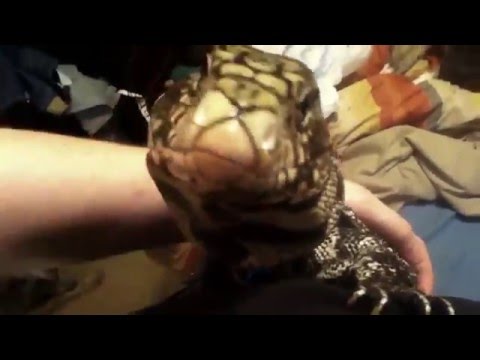 DOG AND TEGU LIZARD ARE BEST FRIENDS!!