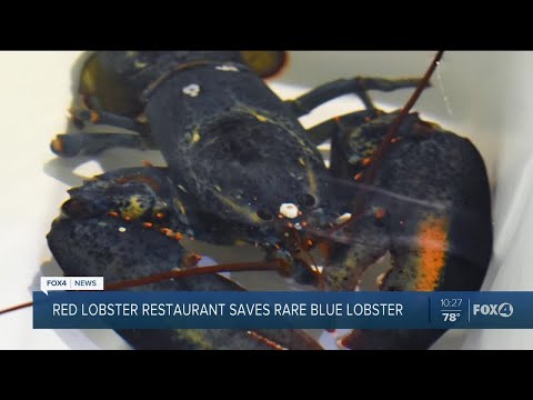 Red Lobster saves rare blue lobster