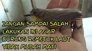 Download lagu Tips for Caring for Sea Remetuk So It Doesn't Die mp3 Download lagu Tips for Caring for Sea Remetuk So It Doesn't Die mp3