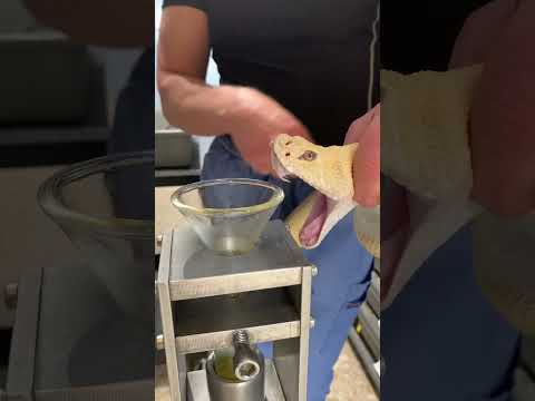 Albino western diamondbacks! #snake #venomous #rattlesnake