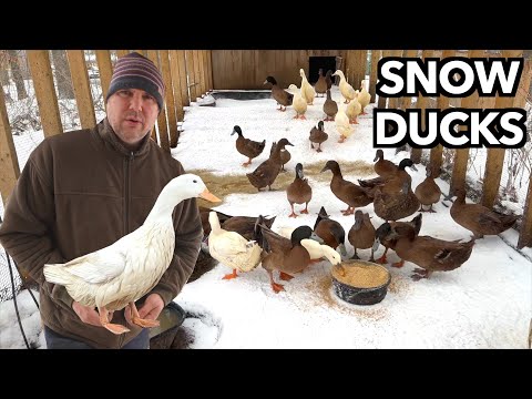 Proven Tips To Help Ducks Survive Cold Winters