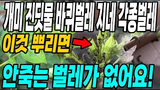 개미 진딧물 바퀴벌레 지네 각종벌레 이것 뿌리면 안죽는 벌레가 없어요! 한방에 싹 다 퇴치하는 초강력살충제