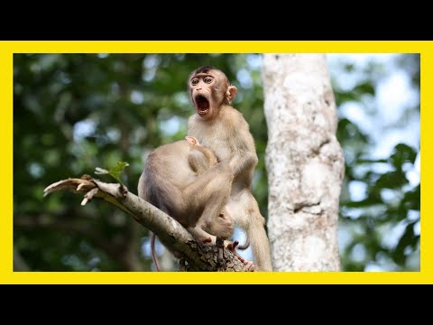 Winners of Comedy Wildlife Photography Awards 2020