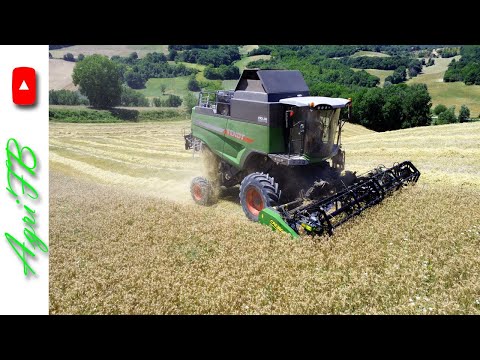 Fendt 5275 CSL - Trebbiatura 2024 - Az. Agricola Bruni Andrea (Sassoferrato, AN)