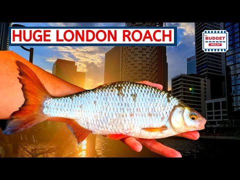 Roach Fishing in London - Big Fish from the Docks