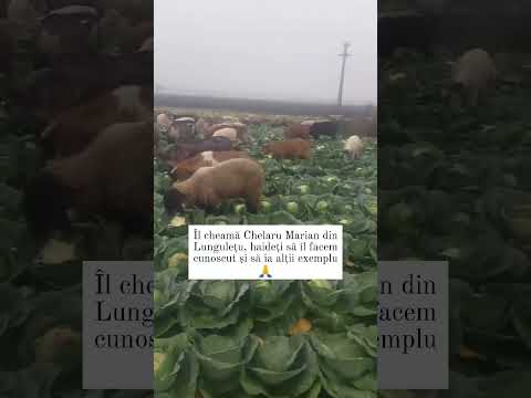 A preferat să ajute decât să arunce 🙏