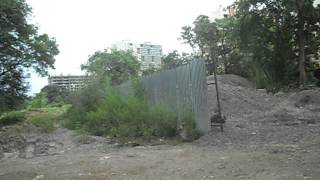 Cosmos Orchid Florica