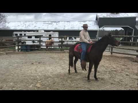 Horse Won’t Back Up