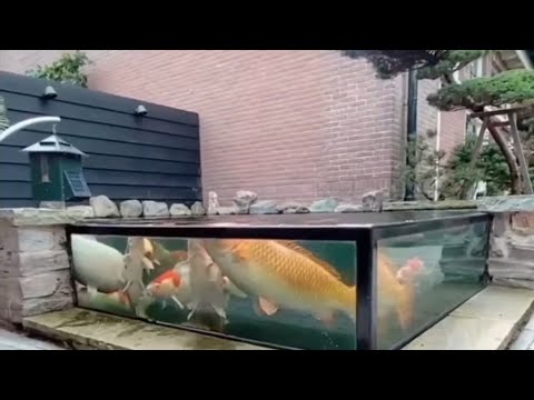 incredible koipond window 👏