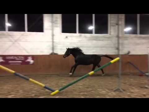 Diarado x Contender 3 y old FOR SALE