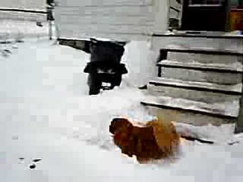 Small Dog, Deep Snow