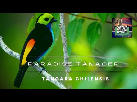 Tangara sedemfarebná (Tangara chilensis) — starostlivosť, voliéra a kŕmenie