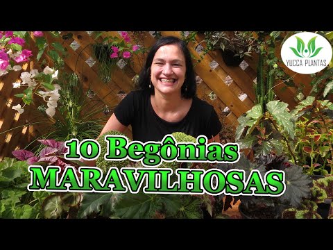 , title : '10 Begonias MARAVILHOSAS!'