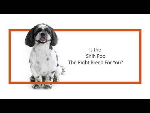 Shih Poo Breed Video