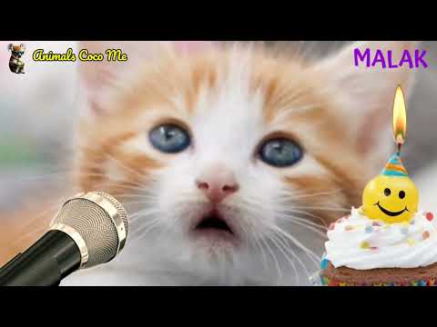 MALAK HAPPY BIRTHDAY | Adorable Cute Cat 😺