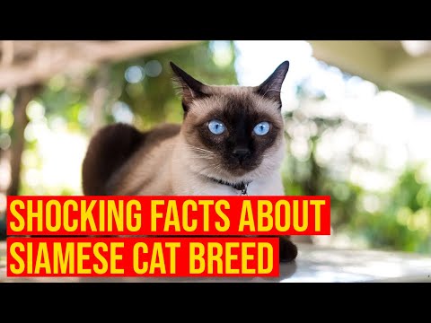 Siamese Cat Breed 10 Shocking Facts You Need To Know/All Cats